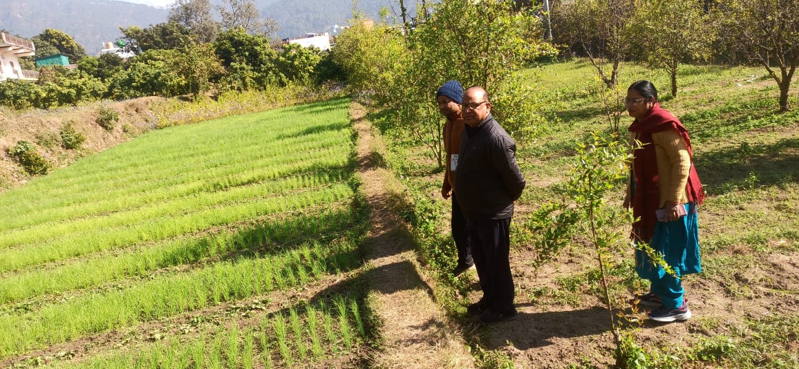 सीडीओ ने देखे ड्रैगन फ्रूट के शुरुआती परिणाम
