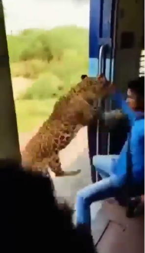 चलती ट्रेन पर तेंदुए के हमले का वायरल वीडियो निकला फर्जी