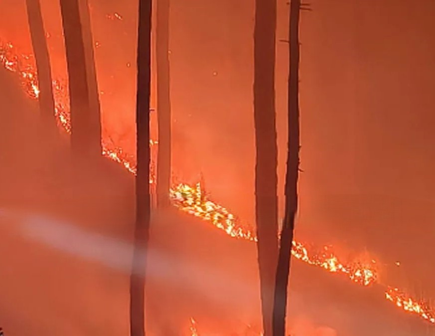 अल्मोड़ा में जंगल में आग