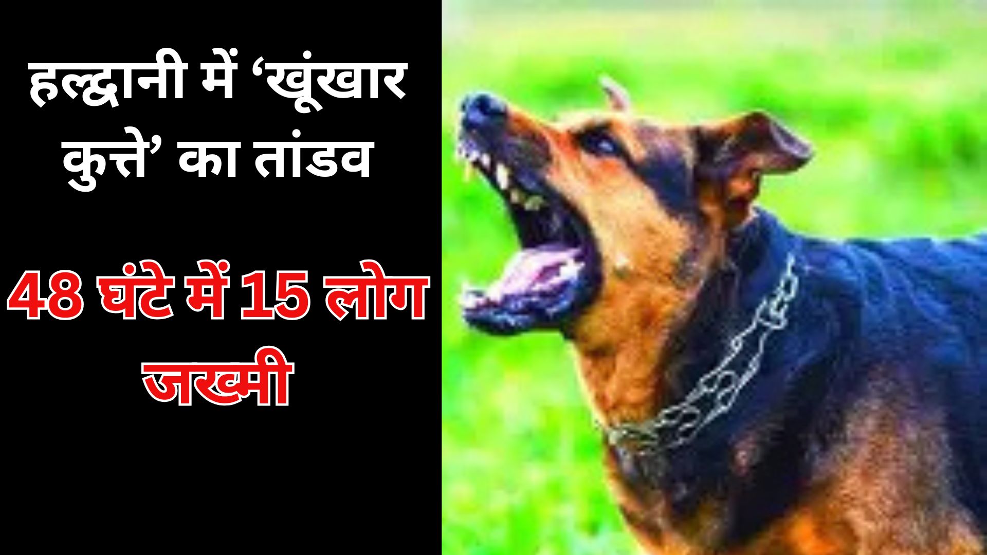 हल्द्वानी में ‘खूंखार कुत्ते’ का तांडव