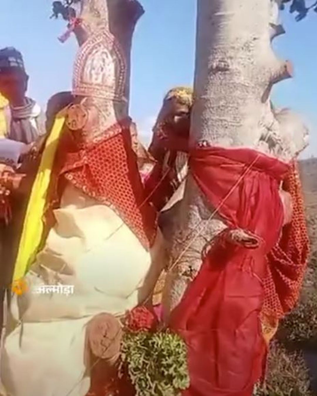 अल्मोड़ा में पीपल बना दूल्हा, वट बनी दुल्हन