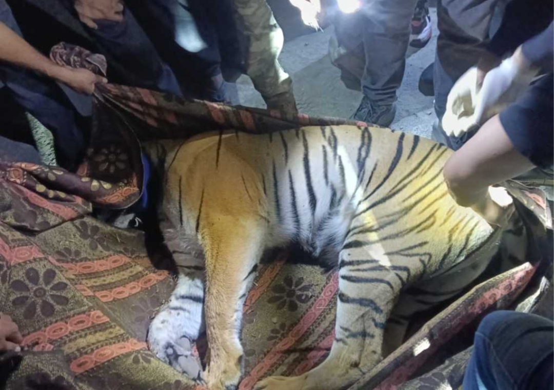 आदमखोर बाघ