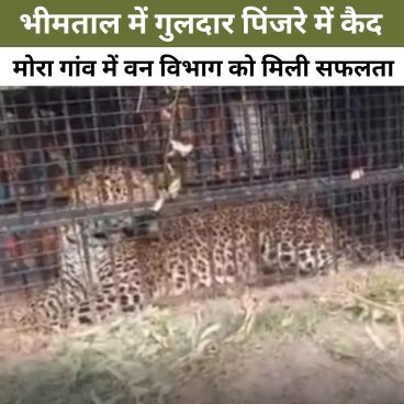 गुलदार पिंजरे में कैद