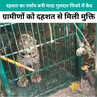 मादा गुलदार पिंजरे में कैद