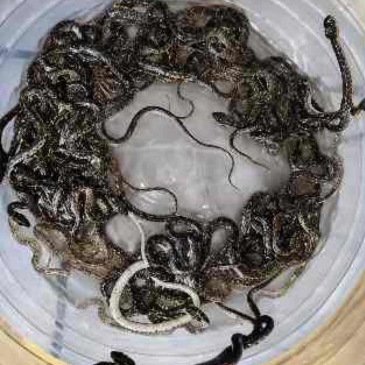 हरिद्वार के सराय गांव में पानी की टंकी से 27 सांपों के बच्चों का रेस्क्यू करते वन विभाग के स्नेक एक्सपर्ट तालिब और भोला