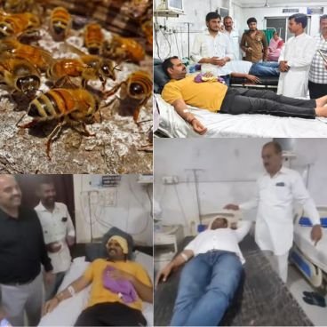 Injured Workers Being Treated At Dewas Hospital After Bees Attack In Tiranga Yatra
