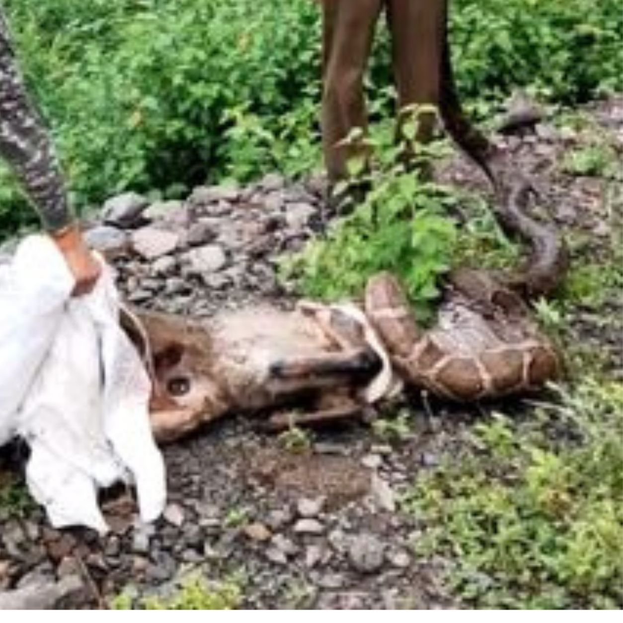Uttarakhand Forest Department Team Rescuing 15 Feet Long Python In Okhalkanda Nainital