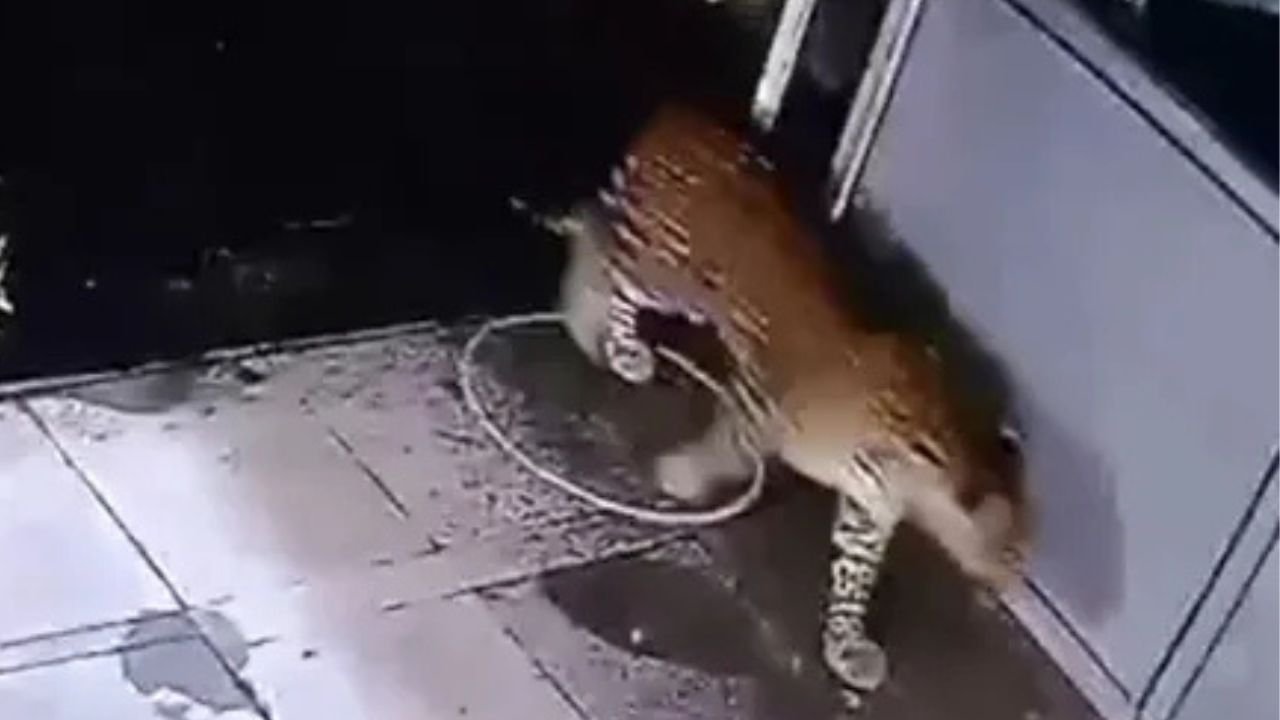 Text Report of Two Leopards Entering Rikhnikhal Police Station Office Room in Pauri Garhwal