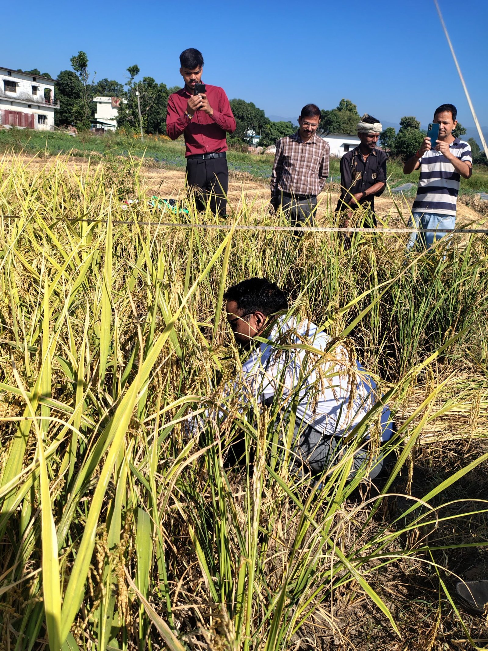 Uttarakhand Agriculture Concept Representing DM Lalit Mohan Rayal Paddy Harvesting in Gaulapar Haldwani