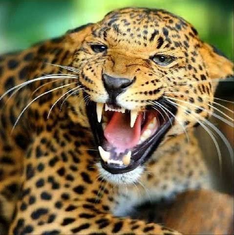 Uttarakhand Wildlife Conflict Concept Representing Leopard Attack in Gangolihat Pithoragarh